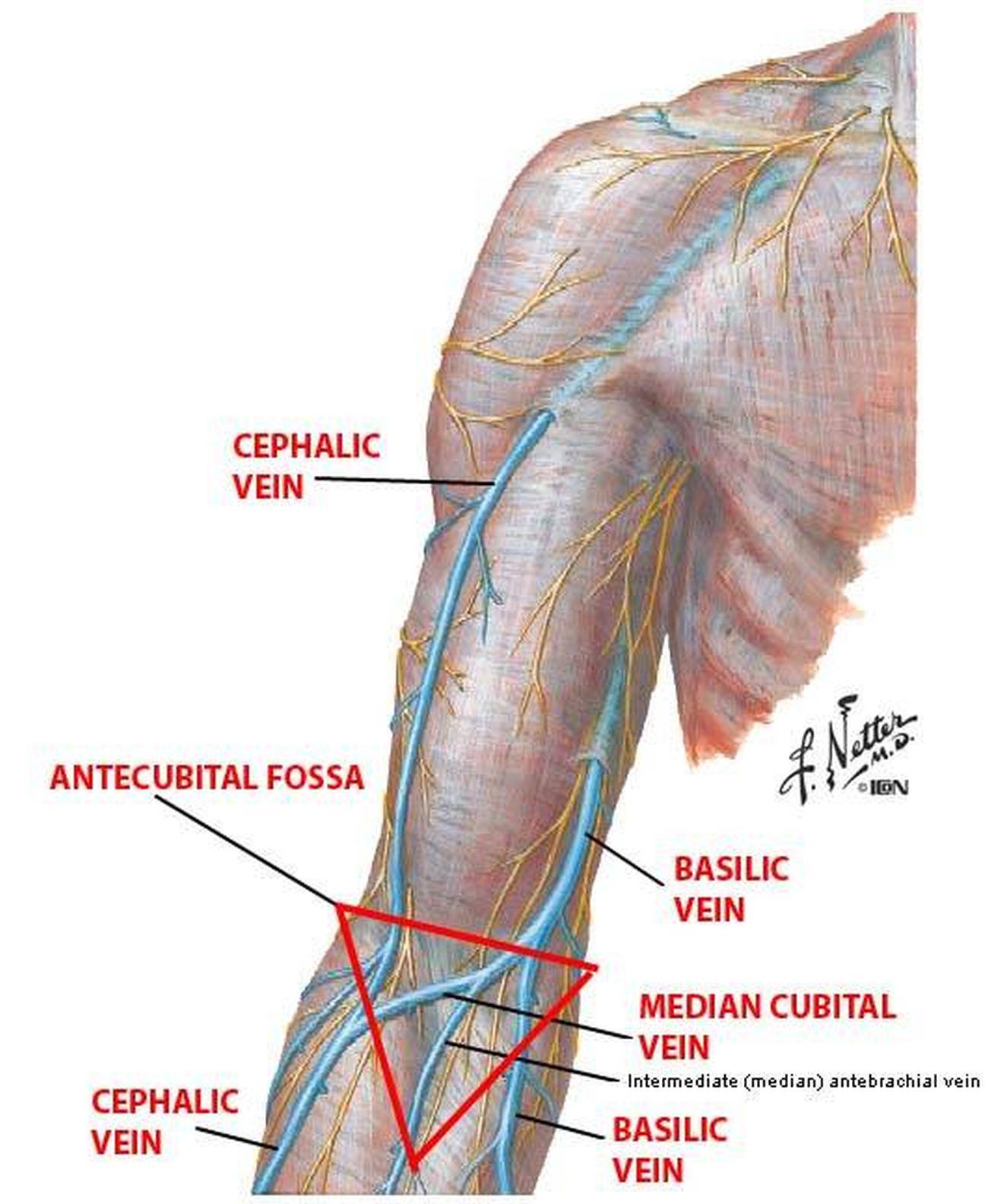 Pictures Of Basilic Vein Healthiack Pictures Of Basilic Vein Healthiack