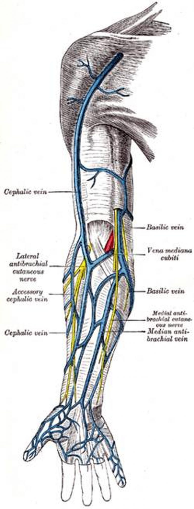 Pictures Of Basilic Vein