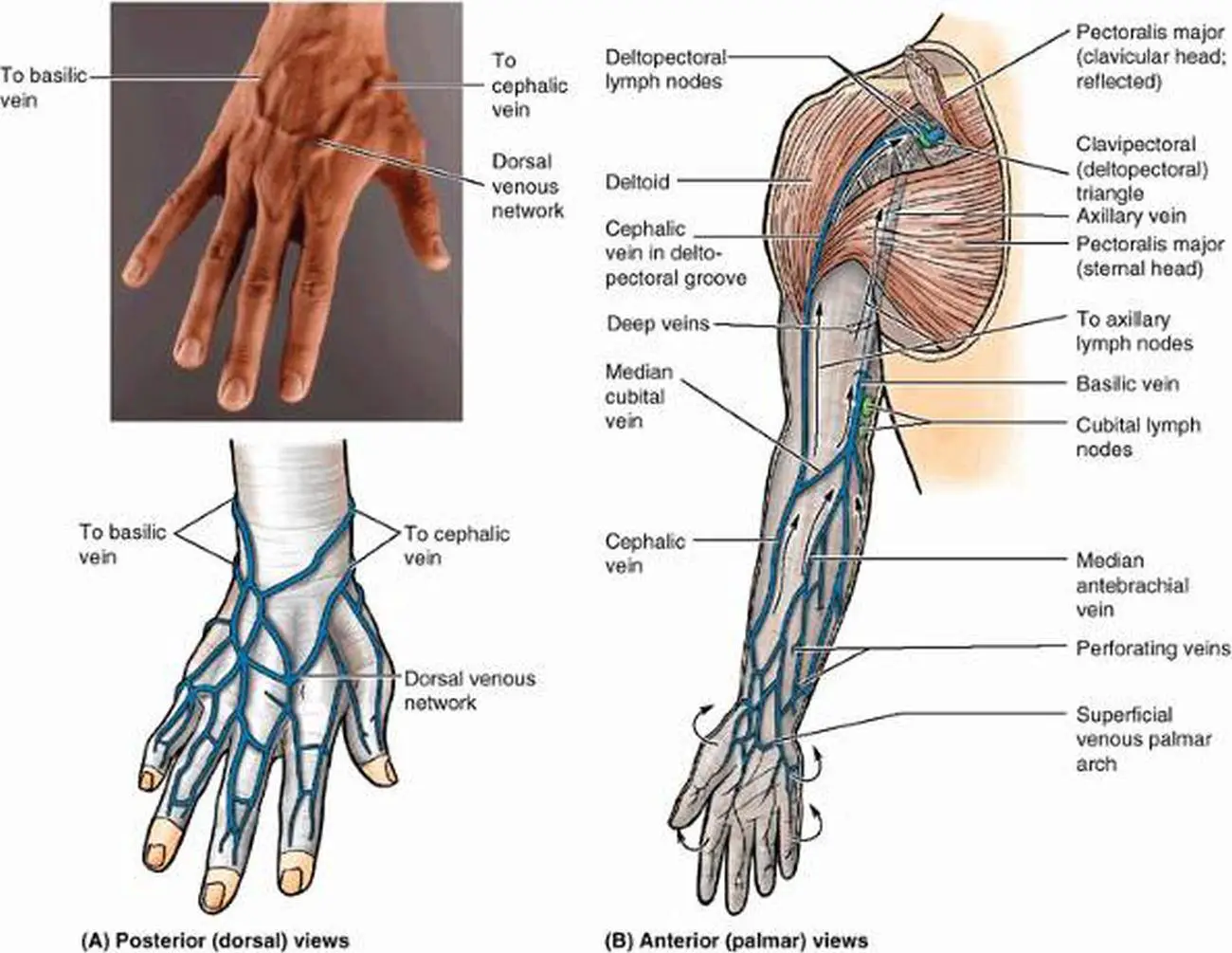 Pictures Of Basilic Vein