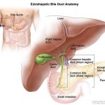Pictures Of Bile Duct