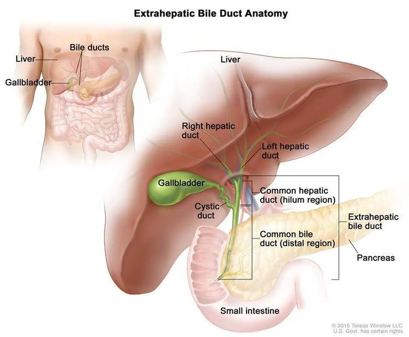 Pictures Of Bile Duct