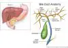 Pictures Of Bile Duct