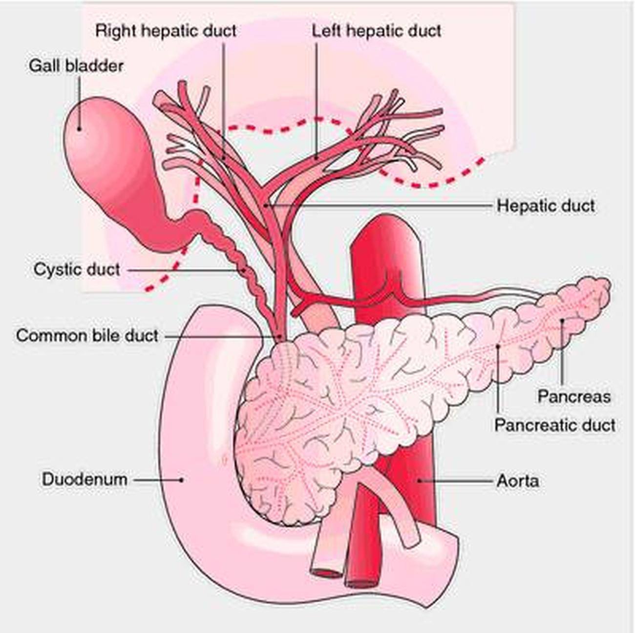 Definition Of Carina Vaginae By Medical Dictionary