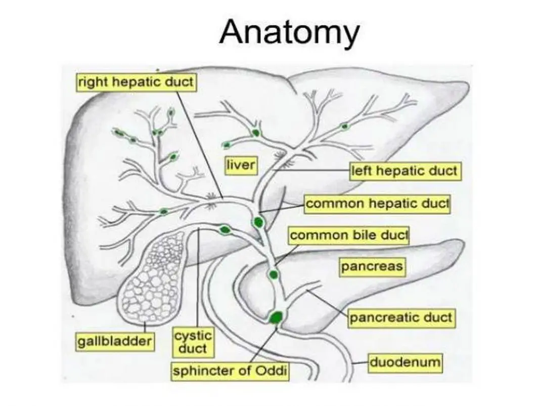 Biliary Tree Anatomy Radiology