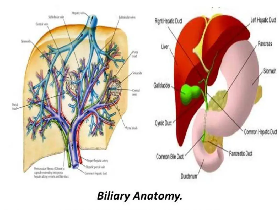 Pictures Of Biliary Tract