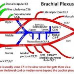 Pictures Of Brachial Plexus