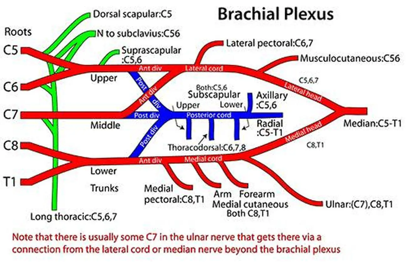 Pictures Of Brachial Plexus
