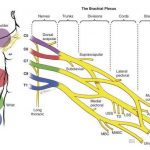 Pictures Of Brachial Plexus