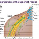 Pictures Of Brachial Plexus