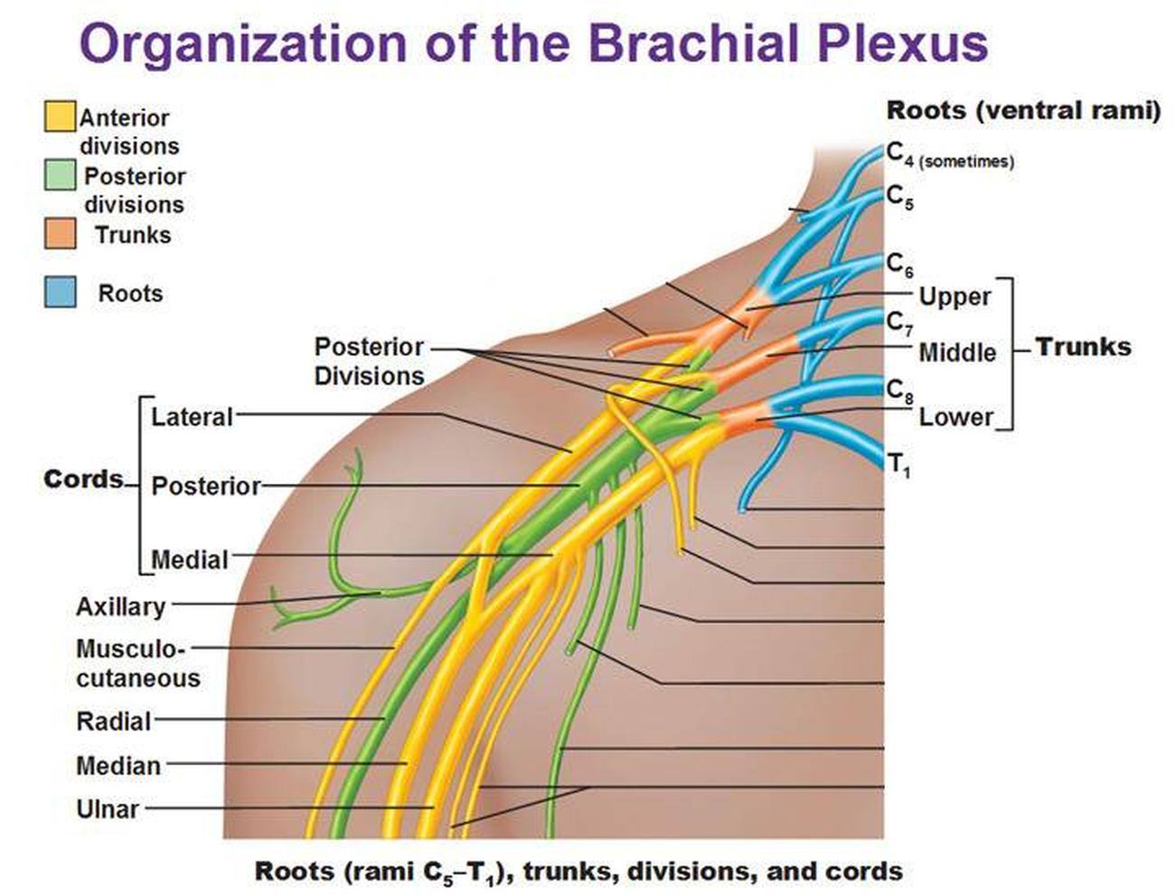 Pictures Of Brachial Plexus