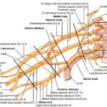 Pictures Of Brachial Plexus