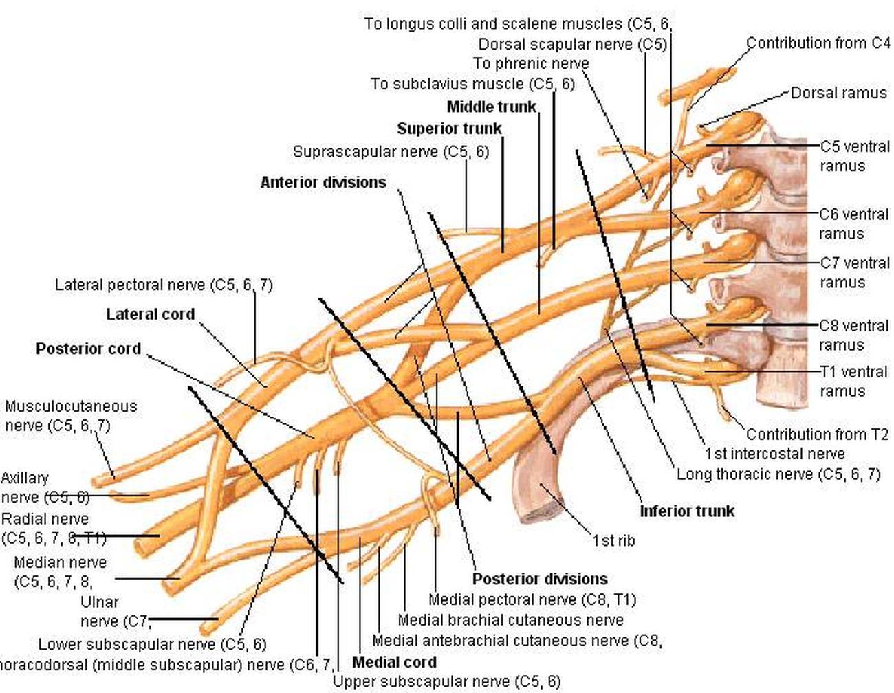 Pictures Of Brachial Plexus