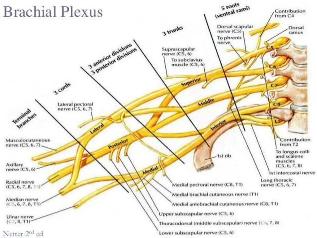 Pictures Of Brachial Plexus