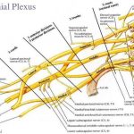 Pictures Of Brachial Plexus