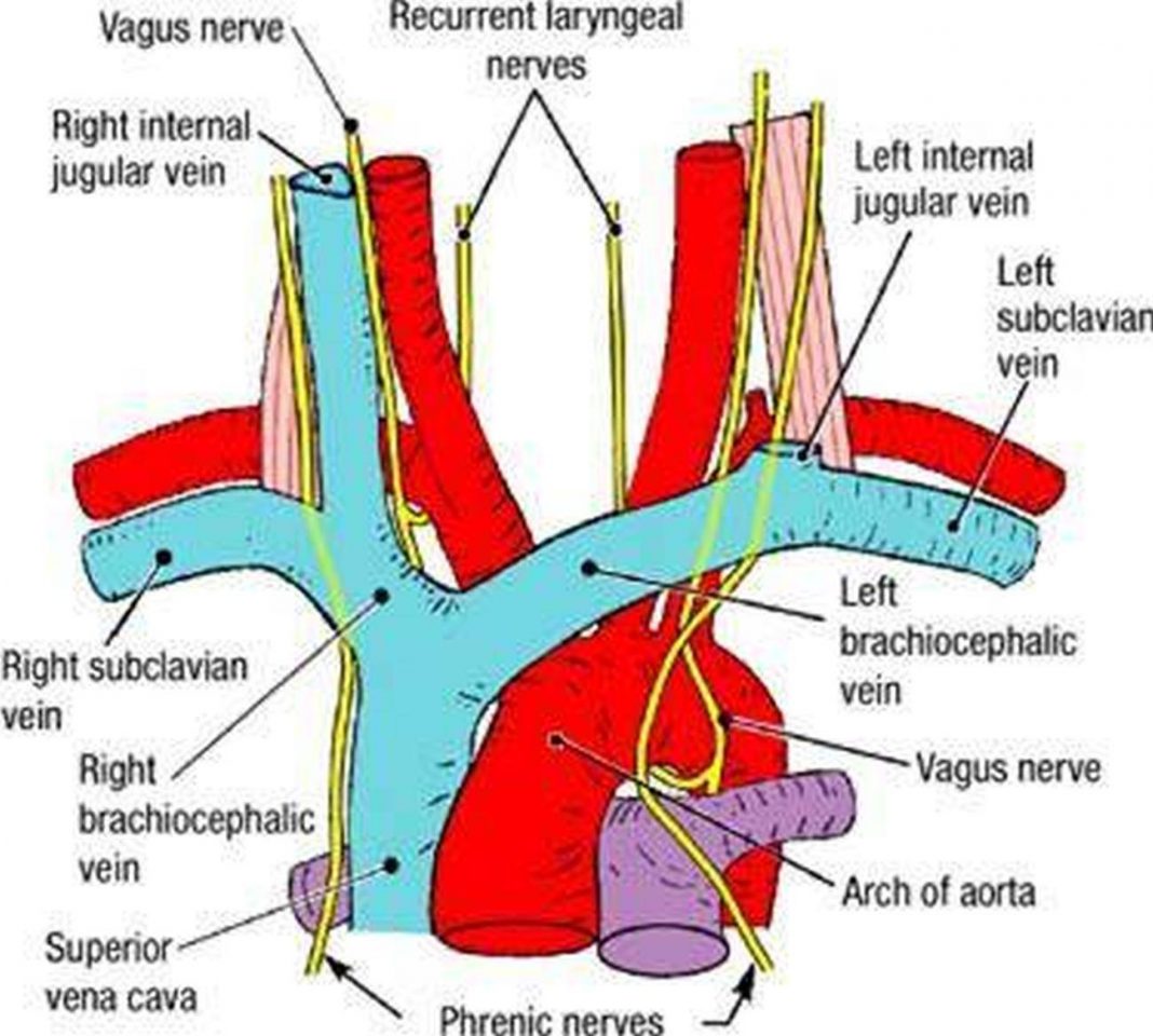 Pictures Of Brachiocephalic Vein s inferior-vena-cava-syndrome-pregnant-woman-has-a-compression-vector