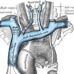 Pictures Of Brachiocephalic Vein(s)