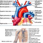 Pictures Of Brachiocephalic Vein(s)