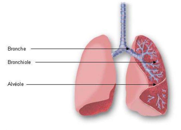 pictures-of-bronchi