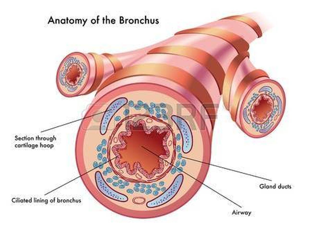 Pictures Of Bronchi