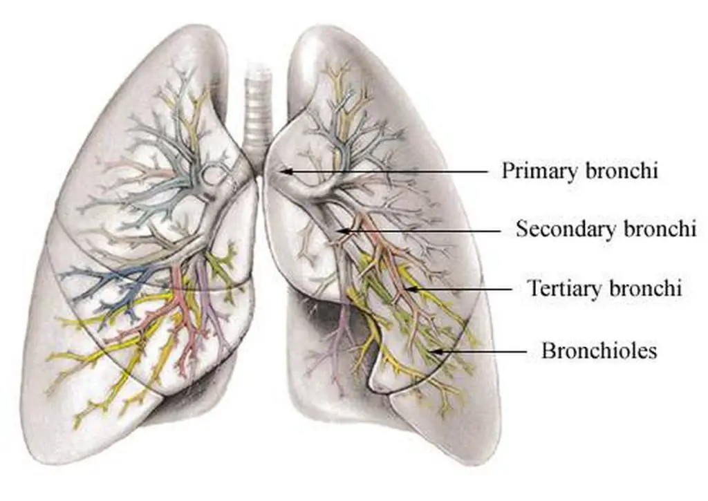 pictures-of-bronchi