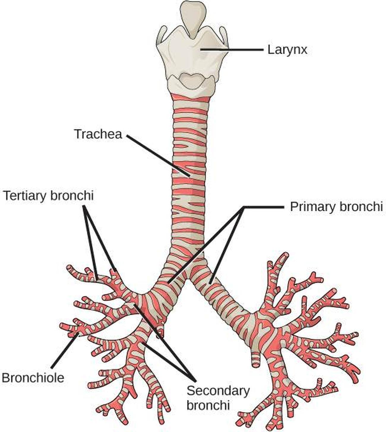 Pictures Of Bronchi