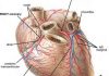 Pictures Of Cardiac Vasculature