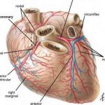 Pictures Of Cardiac Vasculature