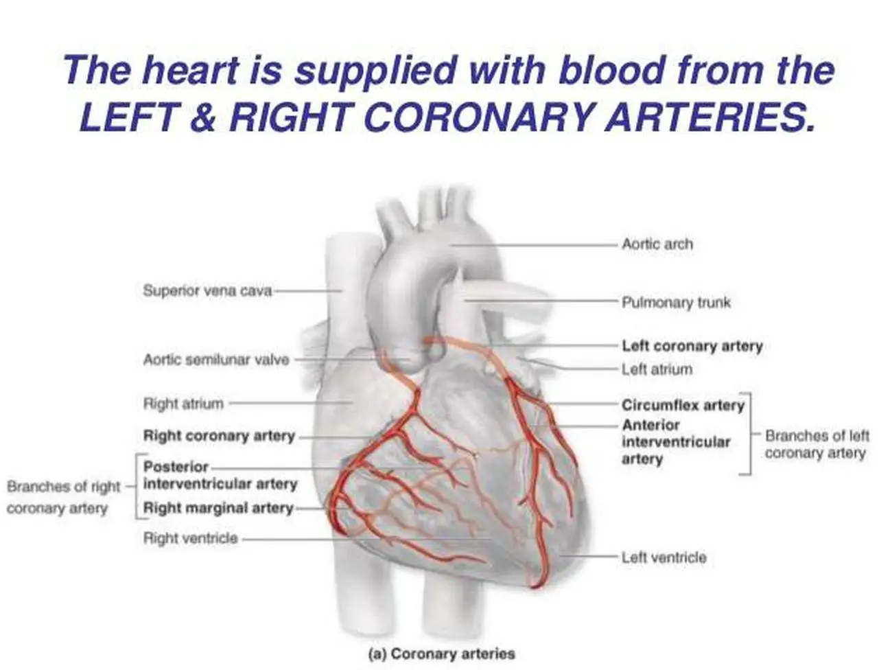 Pictures Of Cardiac Vasculature