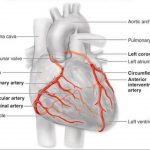 Pictures Of Cardiac Vasculature