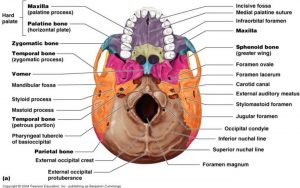 Pictures Of Carotid Canal