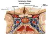 Pictures Of Cavernous Sinus