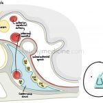Pictures Of Cavernous Sinus