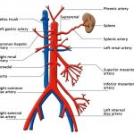 Pictures Of Brachiocephalic Vein(s)