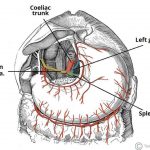 Pictures Of Brachiocephalic Vein(s)