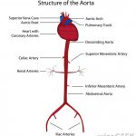 Pictures Of Brachiocephalic Vein(s)