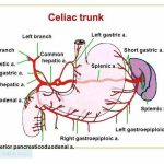 Pictures Of Brachiocephalic Vein(s)