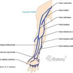 Pictures Of Cephalic Vein