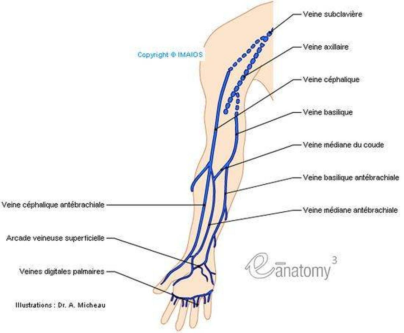 Pictures Of Cephalic Vein Healthiack