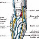 Pictures Of Cephalic Vein