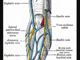 Pictures Of Cephalic Vein