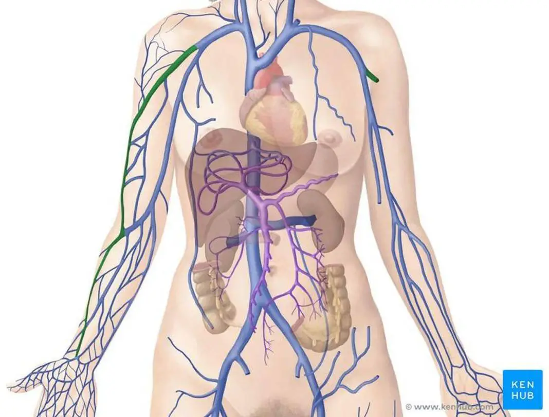 Левая полая вена. Вена человека. Поверхностные вены туловища.