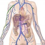 Pictures Of Cephalic Vein