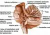 Pictures Of Cerebellar Peduncles