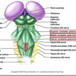 Pictures Of Cerebellar Peduncles