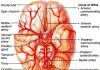 Pictures Of Cerebral Arteries