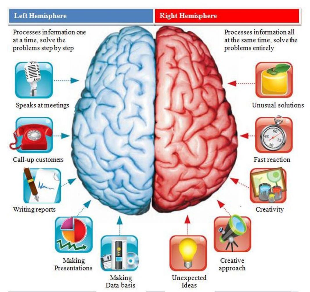 Pictures Of Cerebral Hemisphere 0682