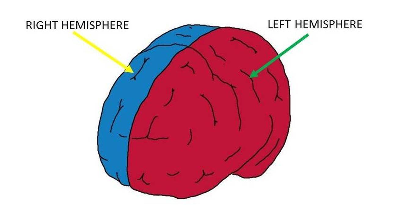 Pictures Of Cerebral Hemisphere