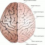 Pictures Of Cerebral Hemispheres