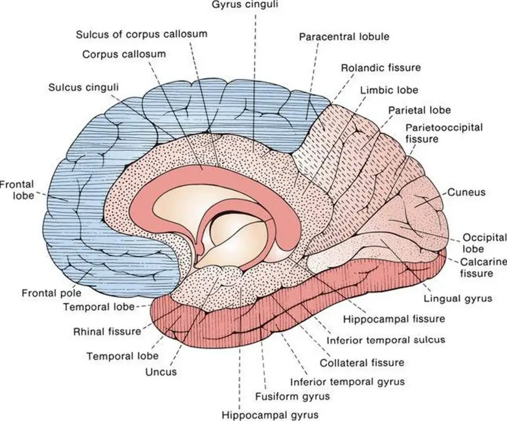 Pictures of cerebral hemispheres