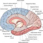 Pictures Of Cerebral Hemispheres